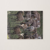 Young Bighorn Sheep Puzzle (Horizontal)