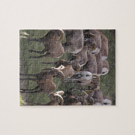 Young Bighorn Sheep Puzzle (Horizontal)