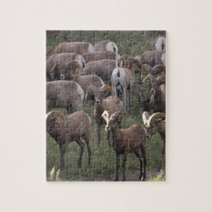 Young Bighorn Sheep Puzzle