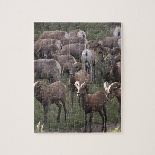 Young Bighorn Sheep Puzzle (Vertikal)