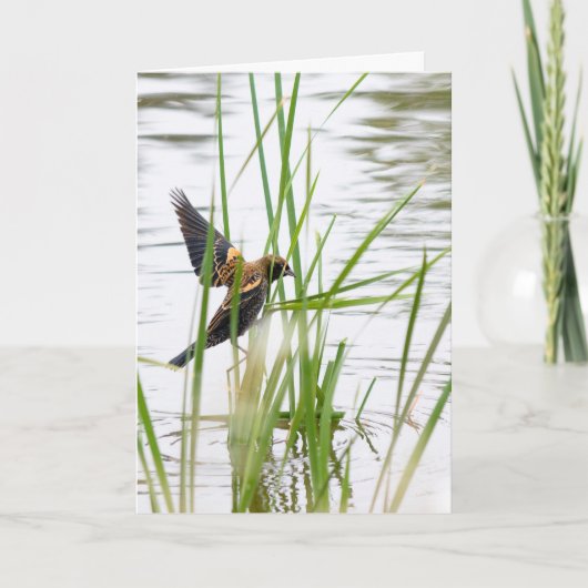 Young Bird in Flight Karte (Vorderseite)