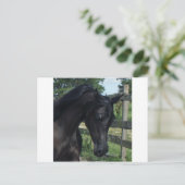 Young Black Arabian Hallion Postkarte (Stehend Vorderseite)