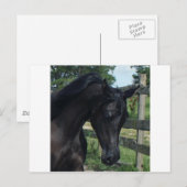 Young Black Arabian Hallion Postkarte (Vorne/Hinten)