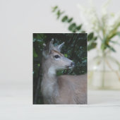 Young Black-Tailed Buck Postcard Postkarte (Stehend Vorderseite)