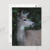 Young Black-Tailed Buck Postcard Postkarte (Vorne/Hinten)