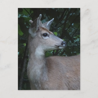 Young Black-Tailed Buck Postcard Postkarte