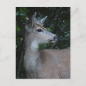 Young Black-Tailed Buck Postcard Postkarte (Vorderseite)