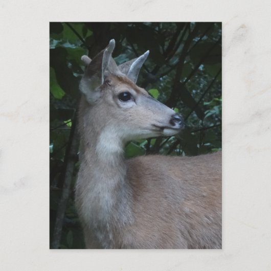 Young Black-Tailed Buck Postcard Postkarte (Vorderseite)