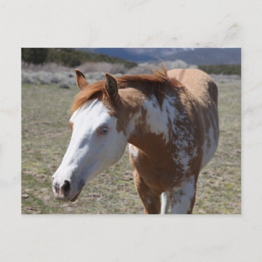 Young Blue Eyes Postkarte (Vorderseite)