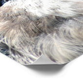 Young Blue Jay Poster (Ecke)