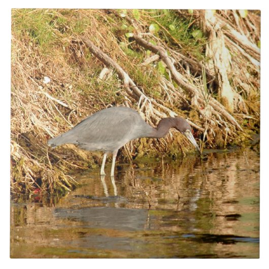 Young Blue Night Heron Bird Tile Fliese (Vorderseite)