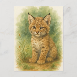 Young Bobcat Kitten Cat Baby Wild Animes Postcard Postkarte
