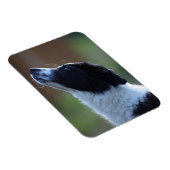 Young Border Collie Magnet (Rechte Seite)