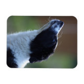 Young Border Collie Magnet (Horizontal)