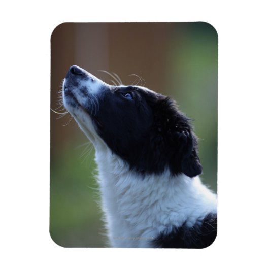 Young Border Collie Magnet (Vertikal)