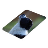 Young Border Collie Magnet (Linke Seite)