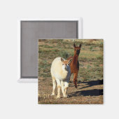 Young Brown and White Alpacas, Magnet (Vorderseite/Rückseite)