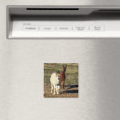 Young Brown and White Alpacas, Magnet (In Situ (Geschirrspüler))