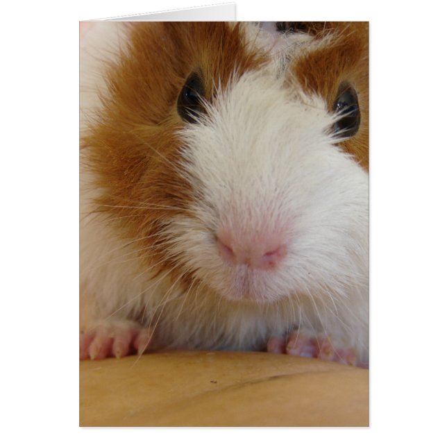 Young Brown and White Guinea Pig on Pumpkin (Vorne)