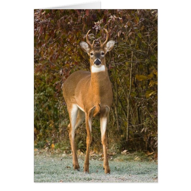 Young Buck (Vorne)