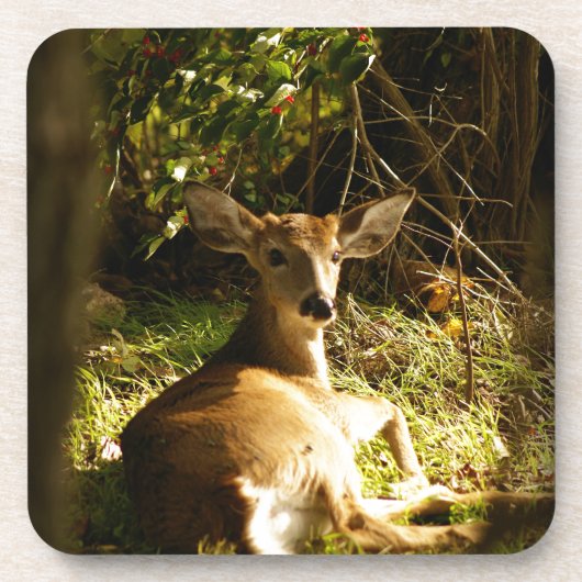 Young Buck Coasters - Set aus 6 Untersetzer (Vorderseite)