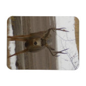Young Buck Flexibler Magnet (Horizontal)