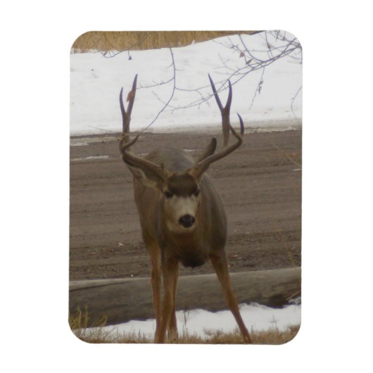 Young Buck Flexibler Magnet (Vertikal)