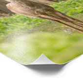 Young Buck Fotodruck (Ecke)