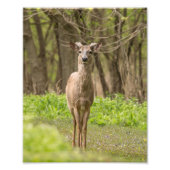 Young Buck Fotodruck (Vorne)