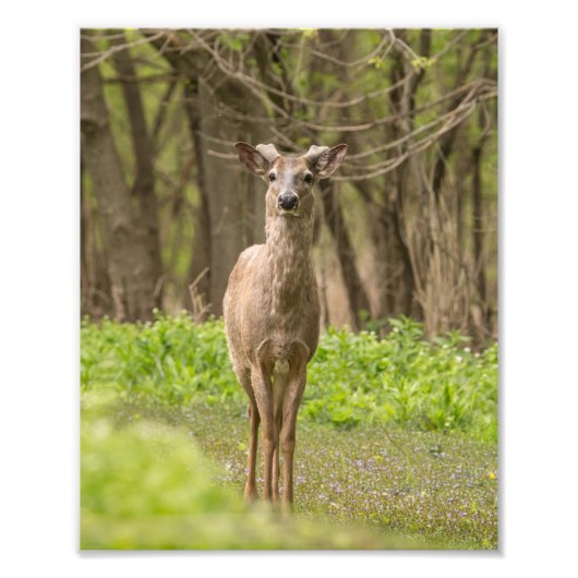 Young Buck Fotodruck (Vorne)