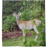 Young Buck in Velvet Duschvorhang (Vorderseite)