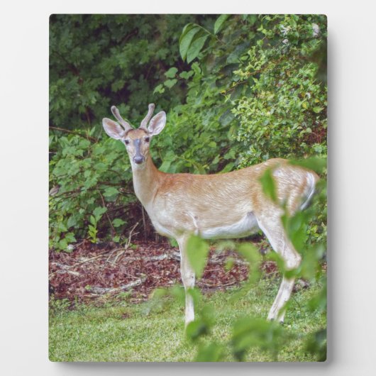 Young Buck in Velvet Fotoplatte (Vorderseite)