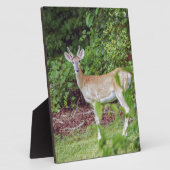 Young Buck in Velvet Fotoplatte (Seite)