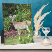 Young Buck in Velvet Fotoplatte (Seite)