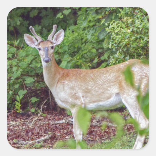 Young Buck in Velvet Quadratischer Aufkleber (Vorderseite)