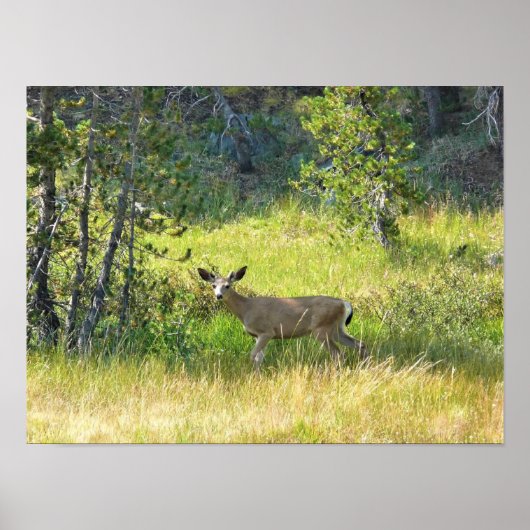Young Buck in Yosemite, CA Poster (Vorne)