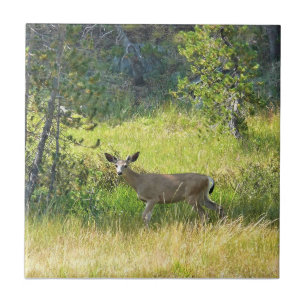 Young Buck in Yosemite, Kalifornien Fliese
