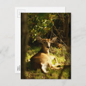 Young Buck Post Card Postkarte (Vorne/Hinten)