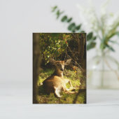 Young Buck Post Card Postkarte (Stehend Vorderseite)
