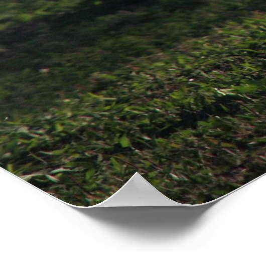 Young Buck Poster (Ecke)