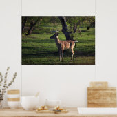 Young Buck Poster (Küche)