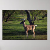 Young Buck Poster (Vorne)