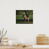 Young Buck Poster (Küche)