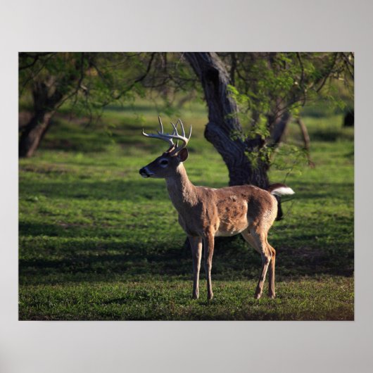 Young Buck Poster (Vorne)