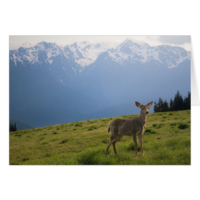 Young Buck und Olympus Peaks (Vorderseite (Horizontal))