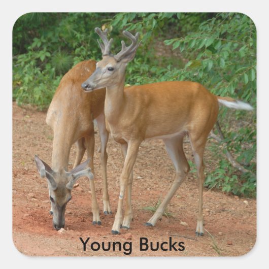 Young Buck Whitetail Deer Quadratischer Aufkleber (Vorderseite)