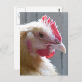 Young Buff Orpington Heritage Chicken Roo Postkarte (Vorne/Hinten)