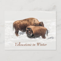 Young Buffalo oder Bison mit Mutter im Winter