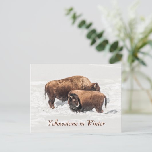 Young Buffalo oder Bison mit Mutter im Winter Postkarte (Stehend Vorderseite)
