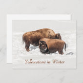 Young Buffalo oder Bison mit Mutter im Winter Postkarte (Vorne/Hinten)